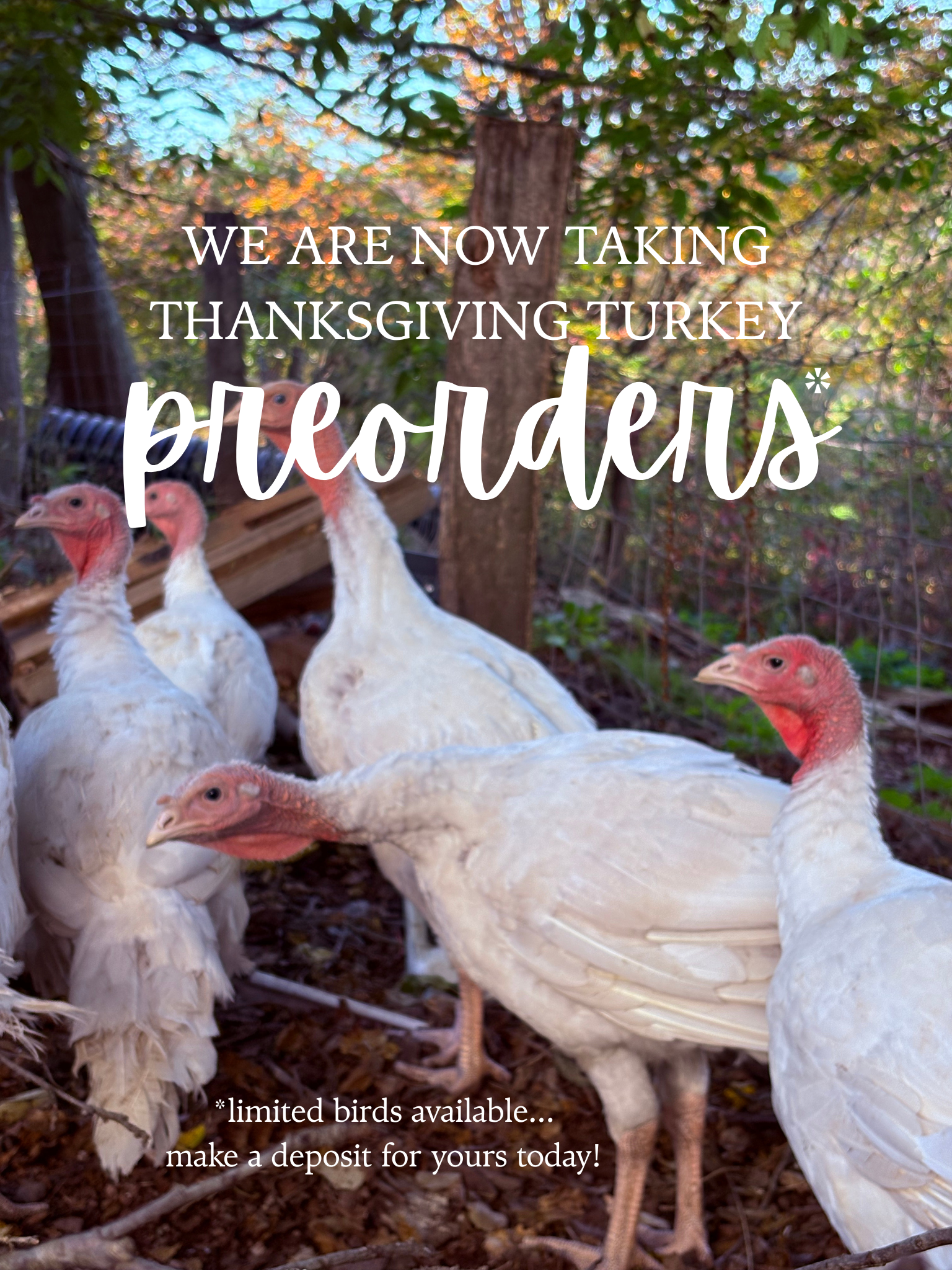 Thanksgiving Turkey Preorder – Wild View Farms